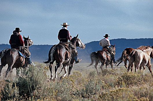 美国,俄勒冈,牛仔,马,乘,北美,风景,男人,骑手,农场主,区域,一起,工作,职业,农业,人