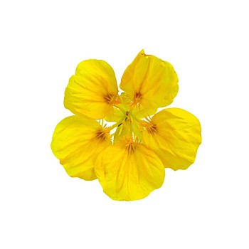 旱金莲,黄色,一个