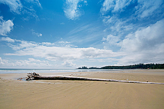 长滩,浮木,环太平洋国家公园,不列颠哥伦比亚省,加拿大