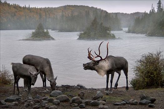 树林,北美驯鹿,雄性动物,湖岸,明尼苏达