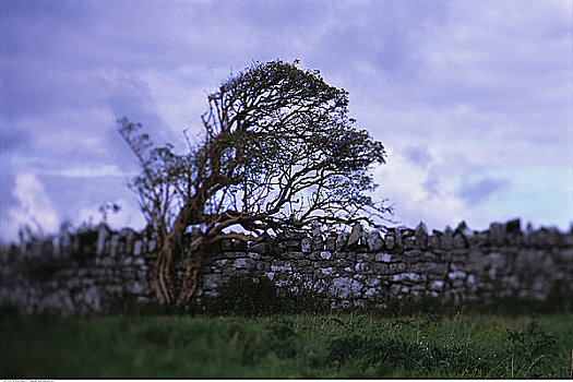 树,地点,靠近,栅栏,本伯伦,克雷尔县,爱尔兰