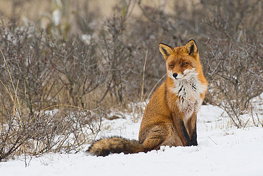 红狐,狐属,坐,雪地,北荷兰,荷兰