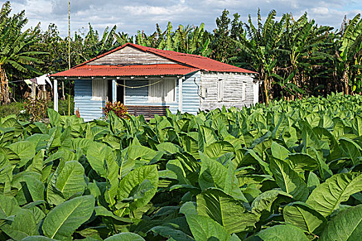 古巴,维尼亚雷斯,简单,郊区住宅,围绕,地点,烟草植物