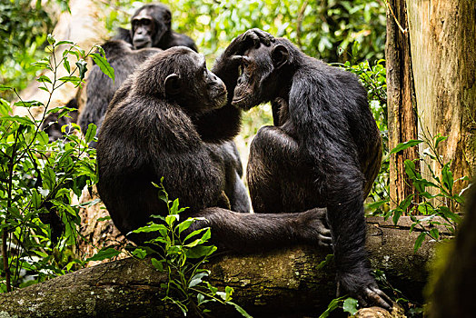 普通,黑猩猩,类人猿,树林,国家公园,乌干达,非洲