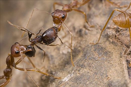 蚂蚁,两个,工蚁,杀戮,收割,几内亚,西非