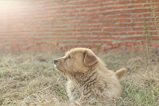 狗犬