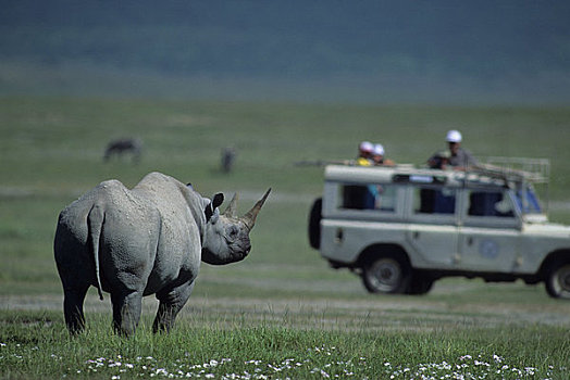 坦桑尼亚,恩戈罗恩戈罗火山口,游客,看,黑犀牛
