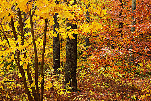 秋天,树林,瑞典