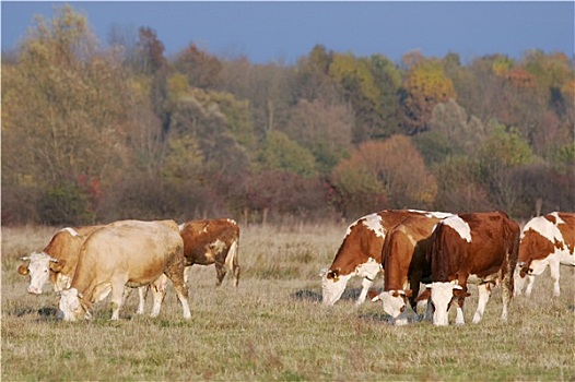 小,成群,母牛,牧场