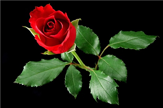 红玫瑰,隔绝,黑色背景