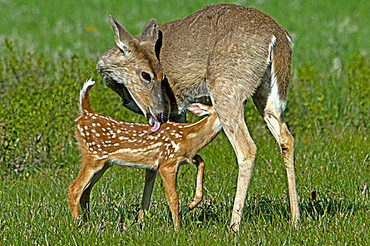 白尾,鹿,成年,女性,吸吮,仙纳度国家公园,弗吉尼亚,美国