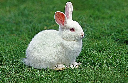 白化体,兔子,站立,草