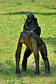倭黑猩猩,女性,幼兽,背影,保护区,金沙萨,刚果