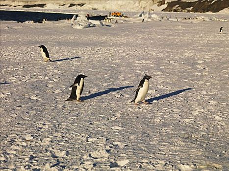 企鹅,阿德利企鹅,降落,码头,背景,富兰克林,岛屿,南极