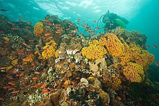 潜水,水下,海洋生物,岛屿,靠近,波多黎各,菲律宾