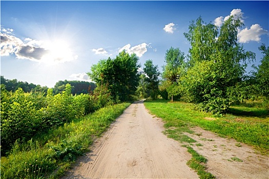 树,道路