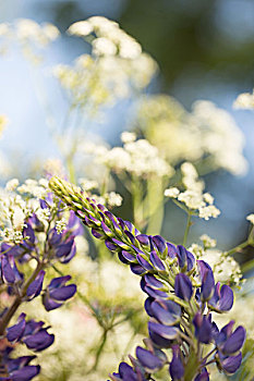 紫色,羽扇豆属植物,白色,母牛,蓝天背景