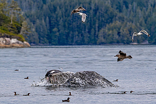 驼背鲸,大翅鲸属,身体前倾,布劳顿群岛,第一,领土,不列颠哥伦比亚省,加拿大