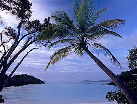 棕榈树,湾,维京群岛