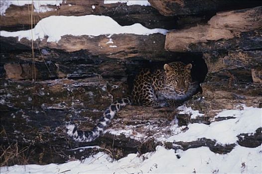 豹,靠近,雪,岩石