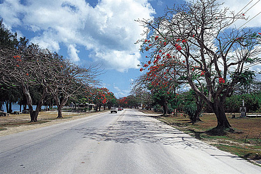 荫凉,树,道路