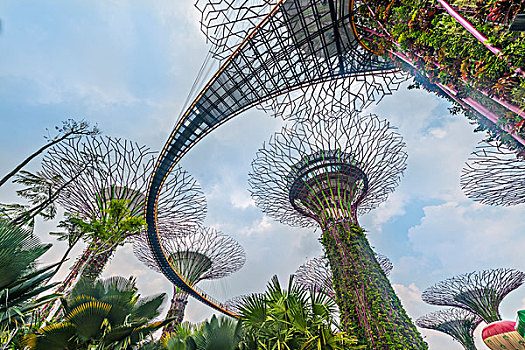 桥,大树,小树林,花园,新加坡,亚洲