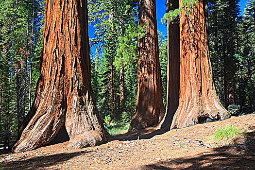 美洲杉,优胜美地国家公园,西部,加利福尼亚,美国,北美