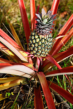 野外,菠萝,植物,水果,巴布亚新几内亚,大洋洲