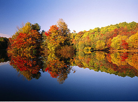 秋天,树,蓝脊公园大道,顶峰,水獭,弗吉尼亚
