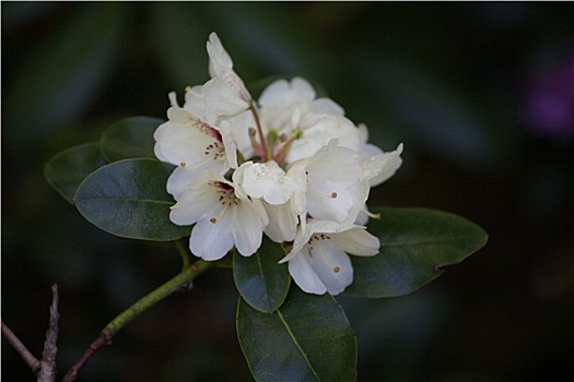 杜鹃花属植物