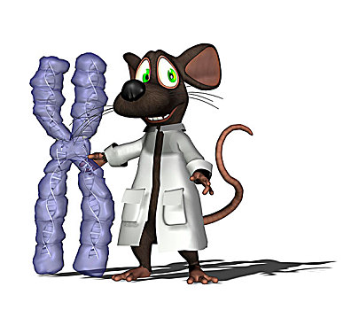 实验室,鼠标,染色体