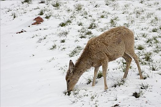 长耳鹿,骡鹿,挖,新,雪,喂食,风暴,怀俄明