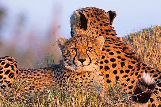 头像,印度豹,猎豹,看镜头,奥卡万戈三角洲,博茨瓦纳,非洲