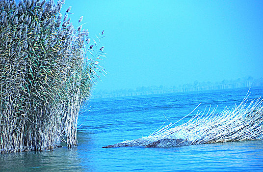 沙湖,湖泊,芦苇