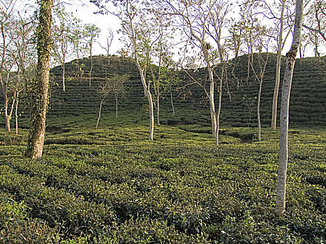 著名,茶园,世界,遮盖,茂密,绿色,地毯,一个,罐,壮观,茶,处理,研究,孟加拉,出口贸易,大,数量,高,品质