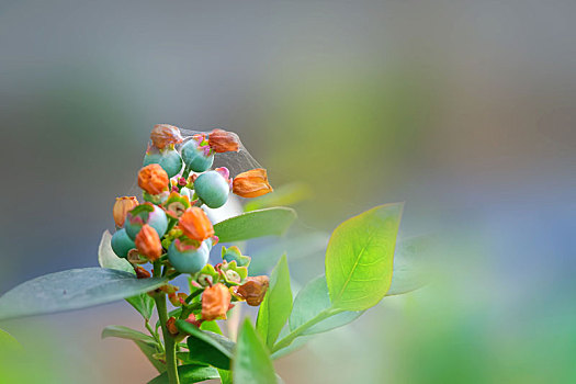 大棚里盛开得蓝莓花和蓝莓果