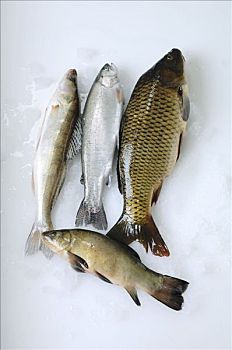 淡水鱼,梭鲈,鲑鱼,鲤鱼