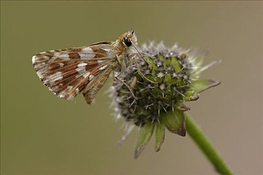 蝴蝶,荷兰