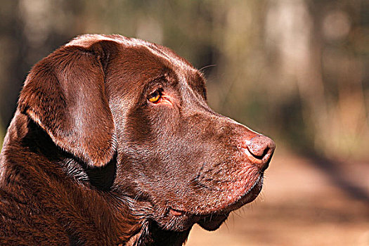 褐色,拉布拉多犬,猎犬,狗,头像,家犬