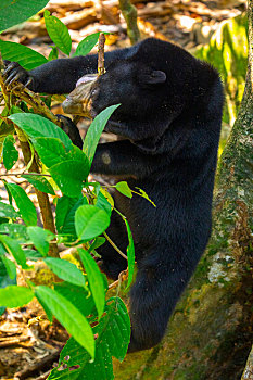 马来西亚保育类动物,觅食中的马来熊