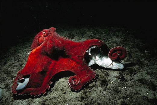 太平洋大章鱼,章鱼,死,蓝色,狗,坎贝尔河,不列颠哥伦比亚省,加拿大