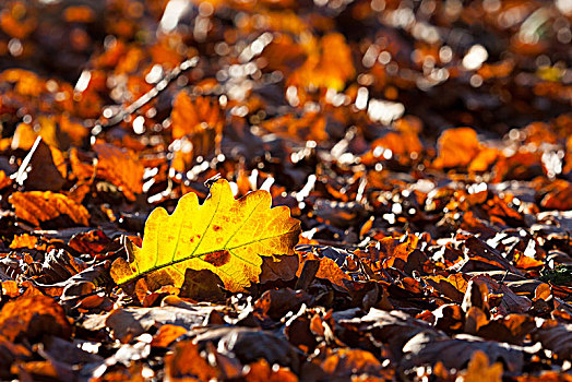 橡树叶,地上,秋色