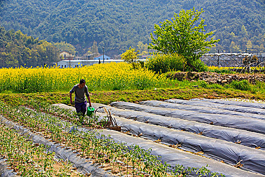 稻田,村庄