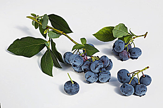 蓝莓,细枝,叶子