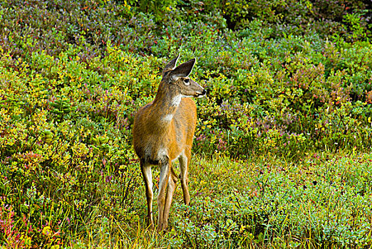 长耳鹿,骡鹿,雷尼尔山国家公园,华盛顿
