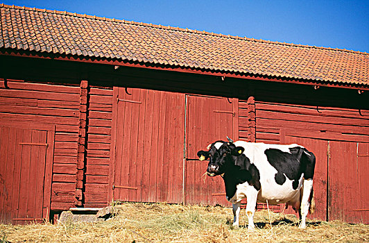 母牛,站立,谷仓,瑞典
