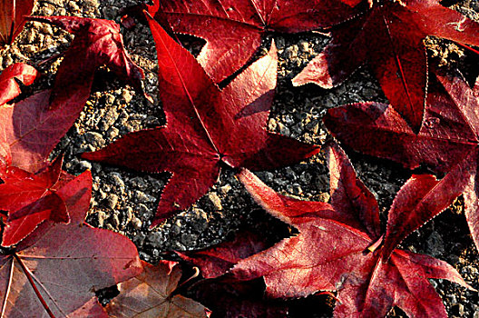 落叶,砾石,叶子,红色,寒冬,非洲,二月,2009年
