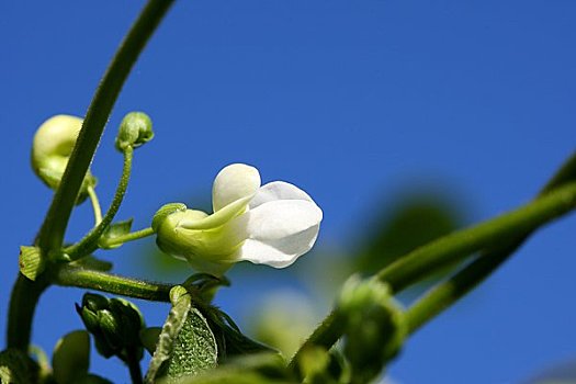 四季豆,花