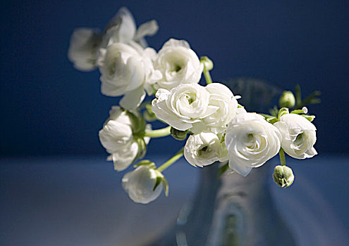 白色,毛茛属植物,花