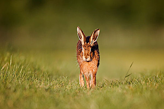 欧洲野兔,成年,跑,草地,土地,中部地区,英格兰,英国,欧洲